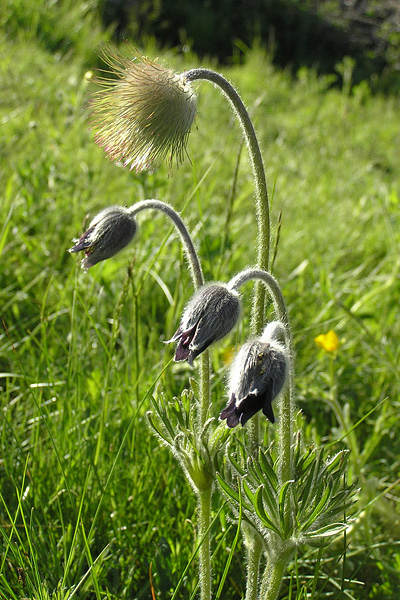 Pflanzenbild gross Berg-Anemone - Pulsatilla montana