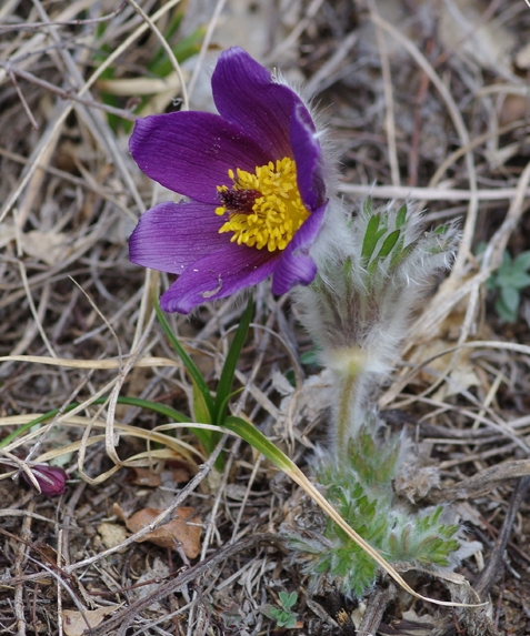 Pflanzenbild gross Berg-Anemone - Pulsatilla montana