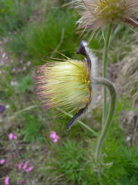 Pflanzenbild gross Berg-Anemone - Pulsatilla montana