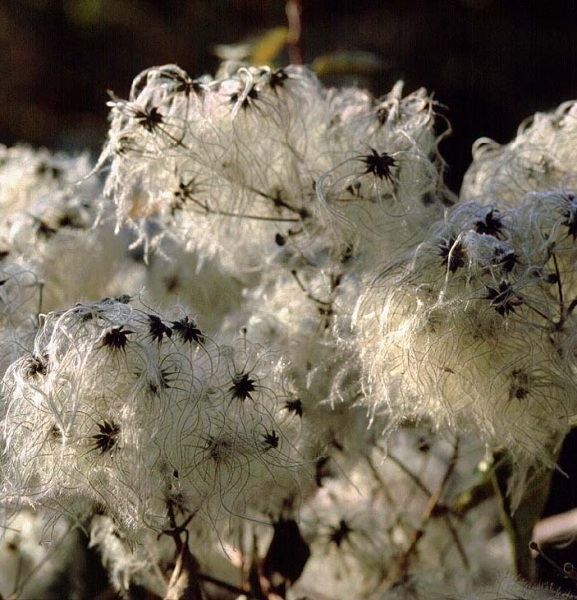 Pflanzenbild gross Gemeine Waldrebe - Clematis vitalba