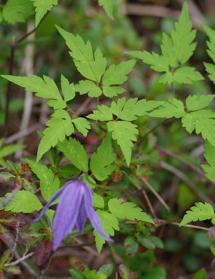 Pflanzenbild gross Alpen-Waldrebe - Clematis alpina