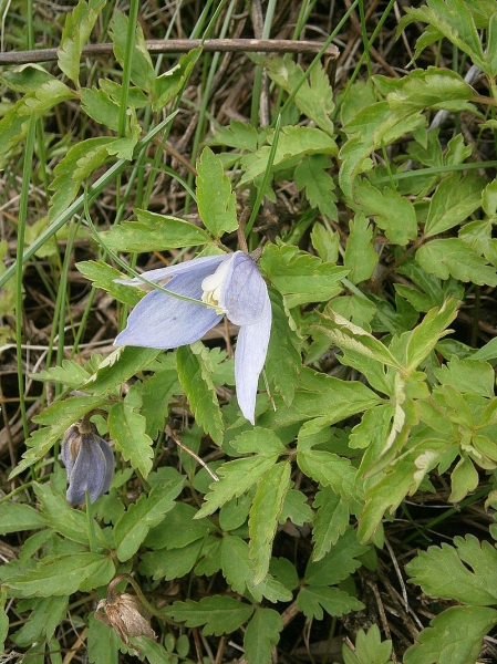 Pflanzenbild gross Alpen-Waldrebe - Clematis alpina