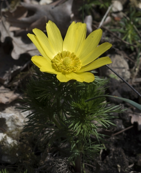 Pflanzenbild gross Frühlings-Adonis - Adonis vernalis