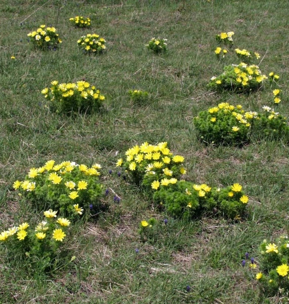 Pflanzenbild gross Frühlings-Adonis - Adonis vernalis