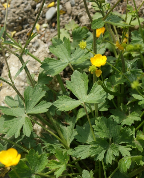 Pflanzenbild gross Hain-Hahnenfuss - Ranunculus tuberosus aggr.