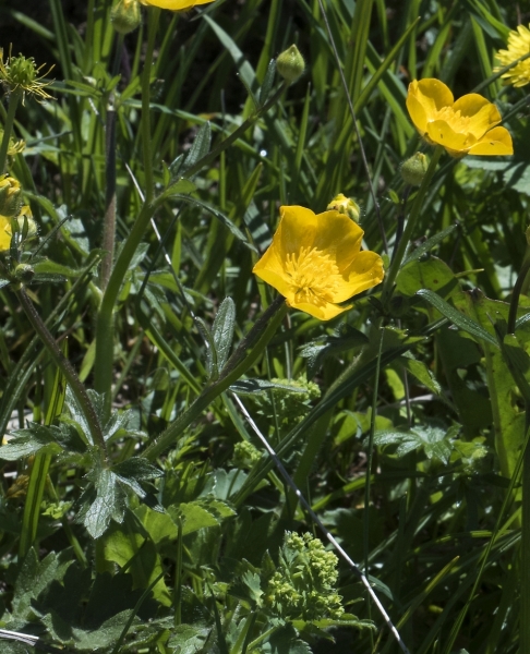 Pflanzenbild gross Hain-Hahnenfuss - Ranunculus tuberosus aggr.