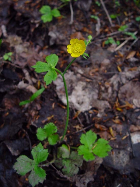 Pflanzenbild gross Hain-Hahnenfuss - Ranunculus tuberosus aggr.