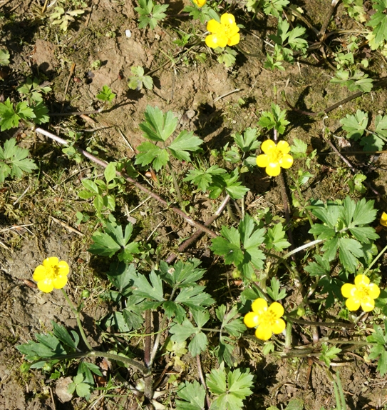 Pflanzenbild gross Kriechender Hahnenfuss - Ranunculus repens