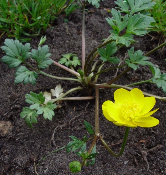 Pflanzenbild gross Kriechender Hahnenfuss - Ranunculus repens