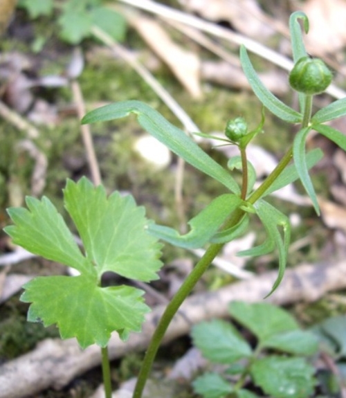 Pflanzenbild gross Gold-Hahnenfuss - Ranunculus auricomus aggr.