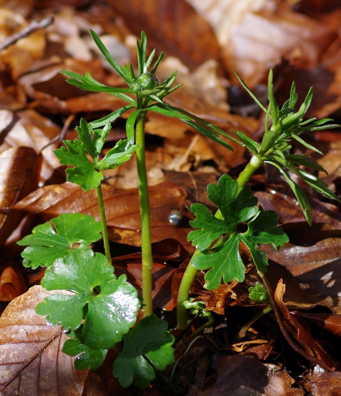 Pflanzenbild gross Gold-Hahnenfuss - Ranunculus auricomus aggr.