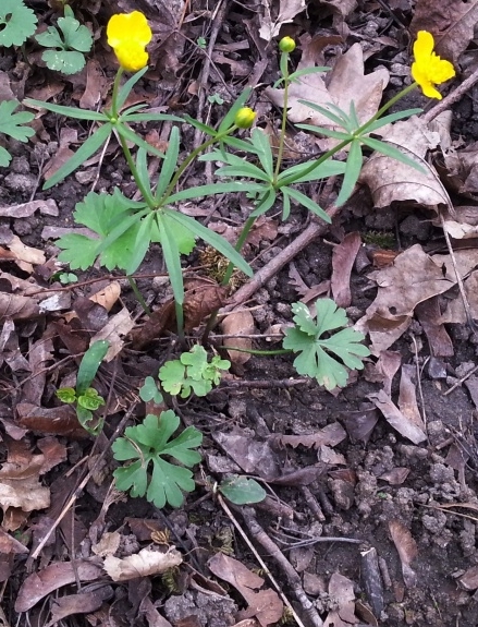 Pflanzenbild gross Gold-Hahnenfuss - Ranunculus auricomus aggr.