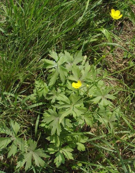 Pflanzenbild gross Scharfer Hahnenfuss - Ranunculus acris