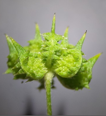 Pflanzenbild gross Acker-Hahnenfuss - Ranunculus arvensis