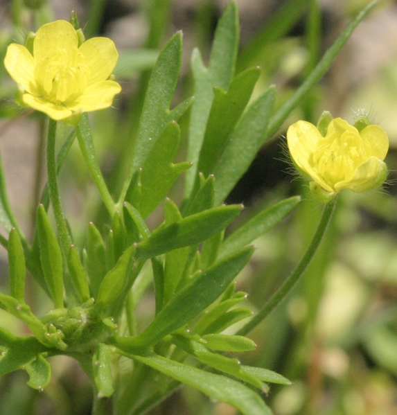 Pflanzenbild gross Acker-Hahnenfuss - Ranunculus arvensis