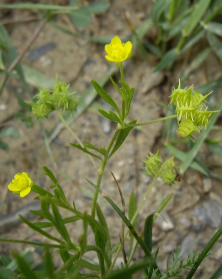 Pflanzenbild gross Acker-Hahnenfuss - Ranunculus arvensis