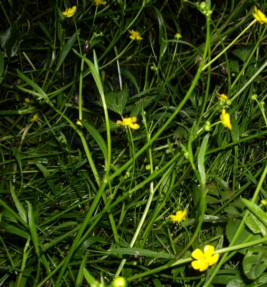 Pflanzenbild gross Kleiner Sumpf-Hahnenfuss - Ranunculus flammula