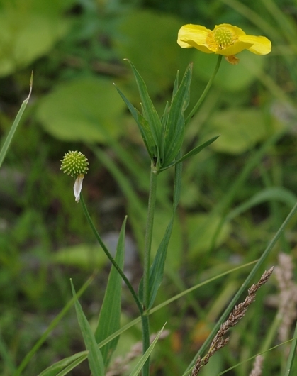 Pflanzenbild gross Grosser Sumpf-Hahnenfuss - Ranunculus lingua