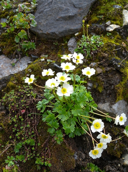 Pflanzenbild gross Alpen-Hahnenfuss - Ranunculus alpestris