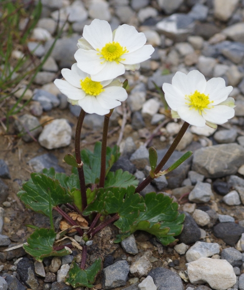 Pflanzenbild gross Alpen-Hahnenfuss - Ranunculus alpestris