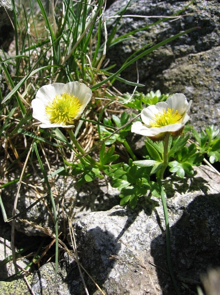 Pflanzenbild gross Gletscher-Hahnenfuss - Ranunculus glacialis