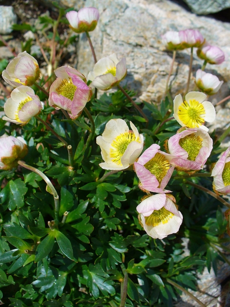 Pflanzenbild gross Gletscher-Hahnenfuss - Ranunculus glacialis