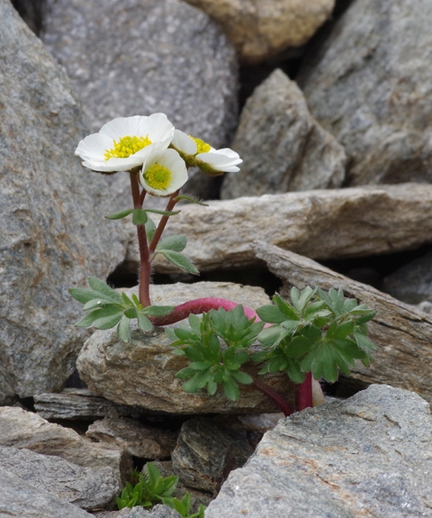 Pflanzenbild gross Gletscher-Hahnenfuss - Ranunculus glacialis