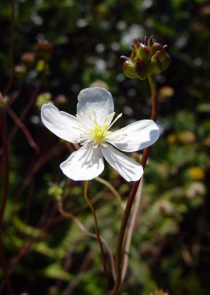 Pflanzenbild gross Platanenblättriger Hahnenfuss - Ranunculus platanifolius