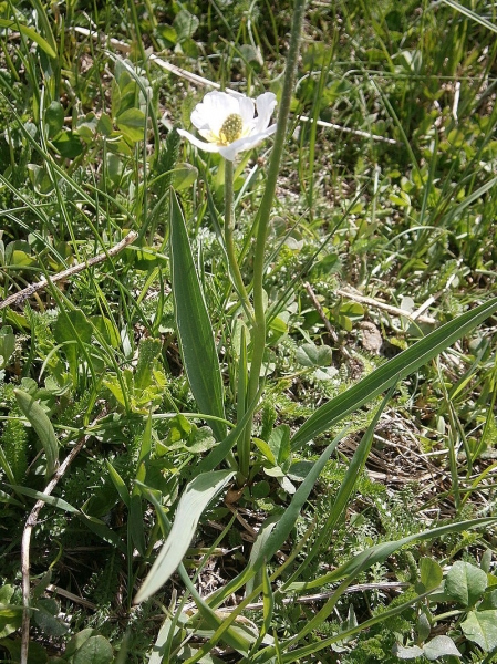 Pflanzenbild gross Wegerich-Hahnenfuss - Ranunculus kuepferi