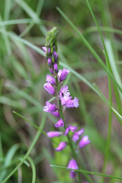 Pflanzenbild gross Schopfige Kreuzblume - Polygala comosa