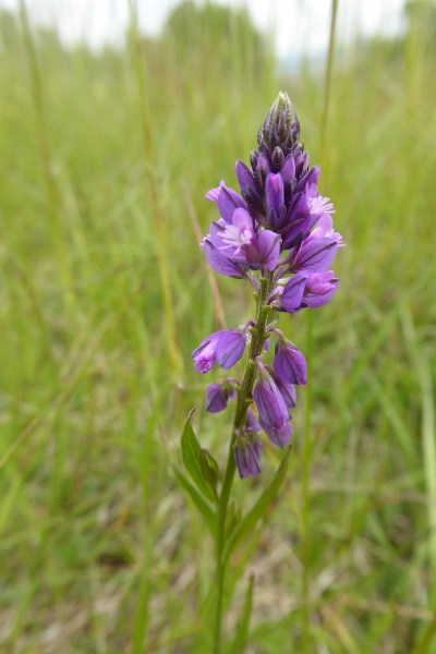 Pflanzenbild gross Schopfige Kreuzblume - Polygala comosa