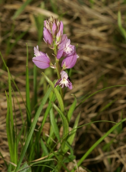 Pflanzenbild gross Wiesen-Kreuzblume - Polygala vulgaris