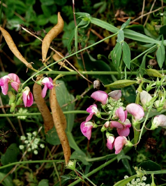 Pflanzenbild gross Breitblättrige Platterbse - Lathyrus latifolius