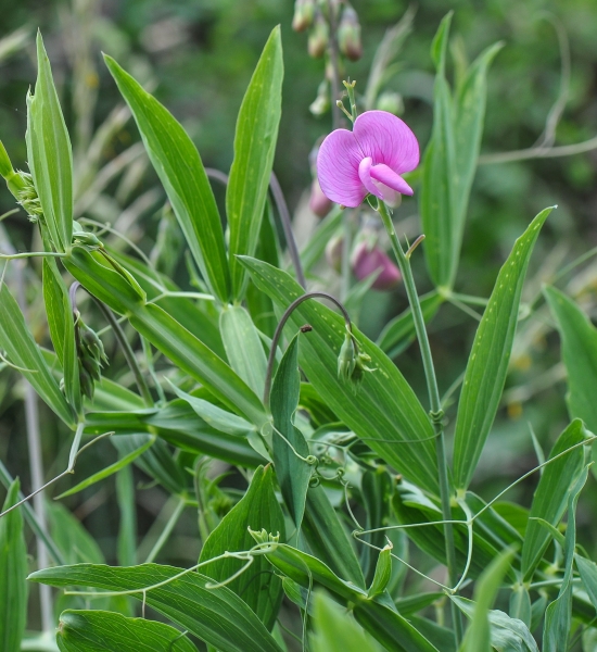 Pflanzenbild gross Breitblättrige Platterbse - Lathyrus latifolius