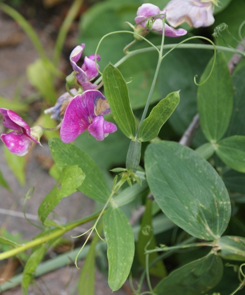 Pflanzenbild gross Breitblättrige Platterbse - Lathyrus latifolius