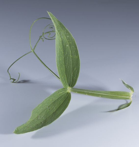 Pflanzenbild gross Breitblättrige Platterbse - Lathyrus latifolius