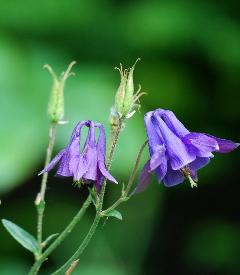 Pflanzenbild gross Gemeine Akelei - Aquilegia vulgaris