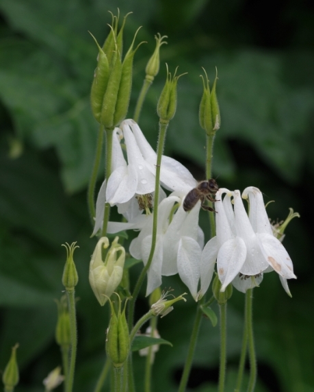 Pflanzenbild gross Gemeine Akelei - Aquilegia vulgaris