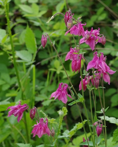 Pflanzenbild gross Gemeine Akelei - Aquilegia vulgaris