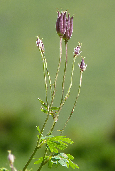 Pflanzenbild gross Alpen-Akelei - Aquilegia alpina