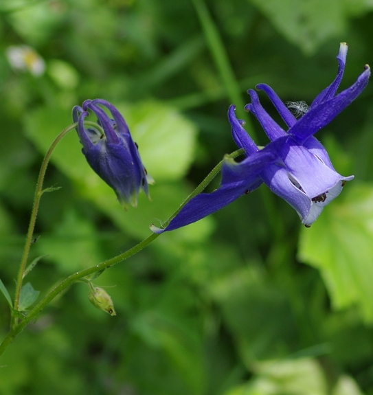 Pflanzenbild gross Alpen-Akelei - Aquilegia alpina