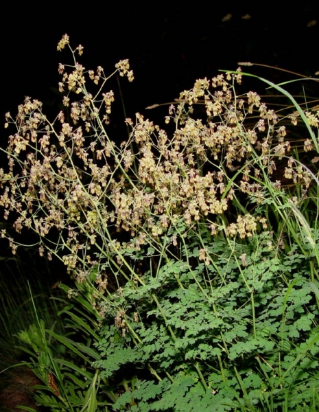 Pflanzenbild gross Stinkende Wiesenraute - Thalictrum foetidum