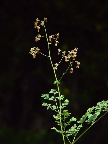 Pflanzenbild gross Stinkende Wiesenraute - Thalictrum foetidum