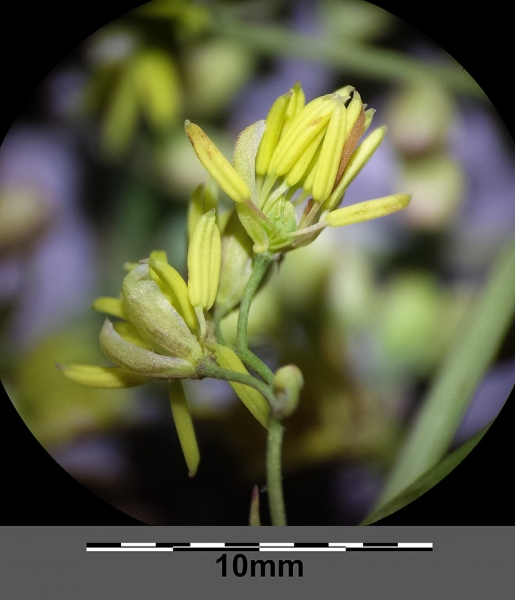 Pflanzenbild gross Kleine Wiesenraute - Thalictrum minus