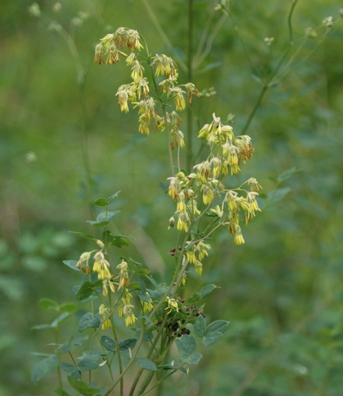 Pflanzenbild gross Kleine Wiesenraute - Thalictrum minus