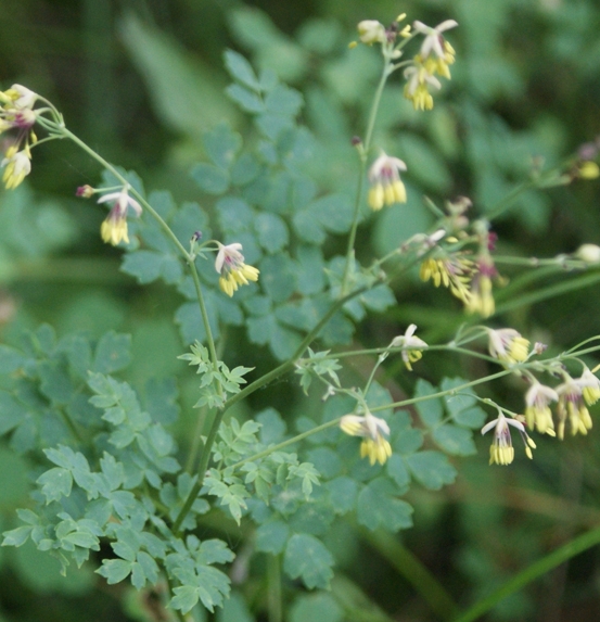 Pflanzenbild gross Kleine Wiesenraute - Thalictrum minus