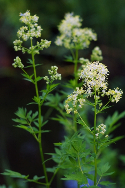 Pflanzenbild gross Gelbe Wiesenraute - Thalictrum flavum