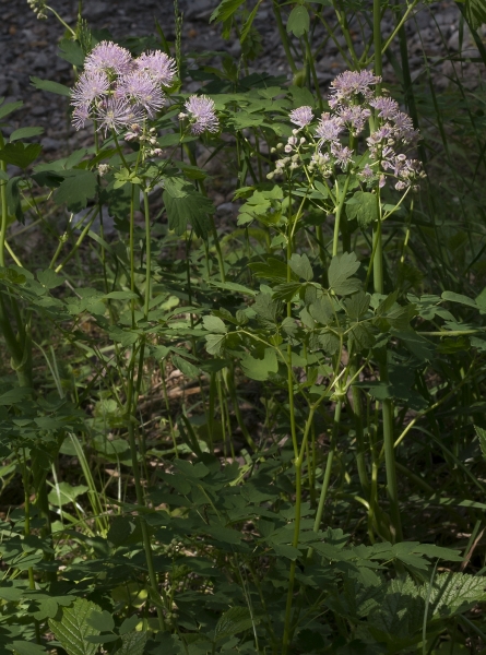 Pflanzenbild gross Akeleiblättrige Wiesenraute - Thalictrum aquilegiifolium