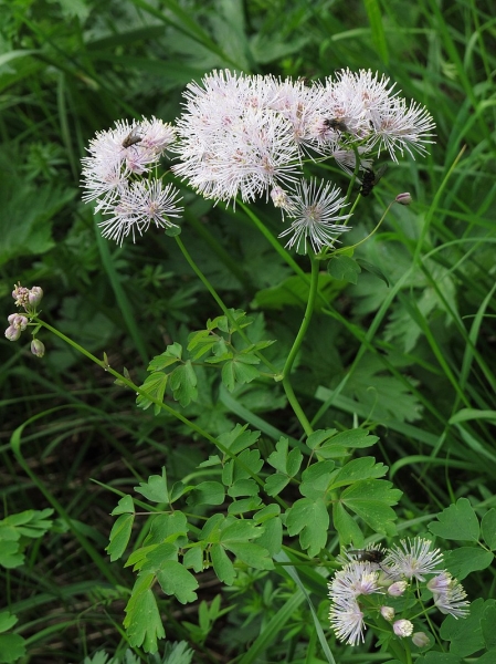 Pflanzenbild gross Akeleiblättrige Wiesenraute - Thalictrum aquilegiifolium