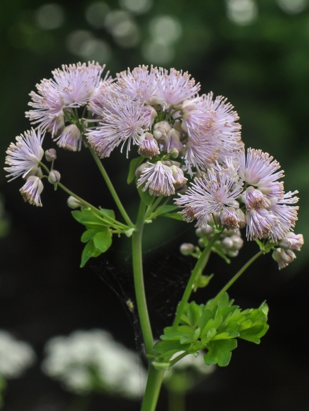 Pflanzenbild gross Akeleiblättrige Wiesenraute - Thalictrum aquilegiifolium